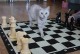 Шахматный судья котик-абармотик 